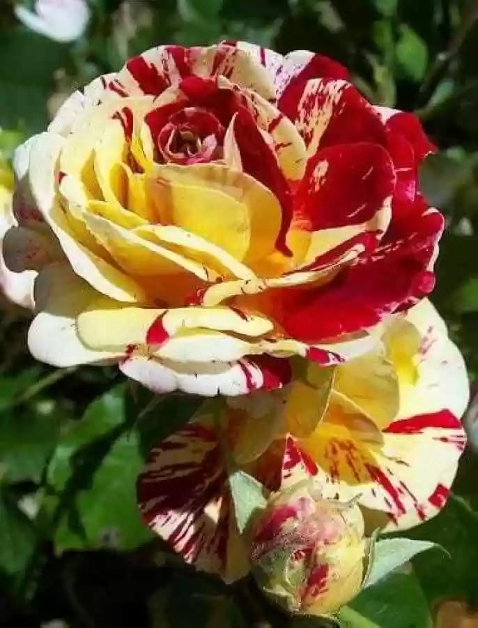 Multi Rose flower seeds