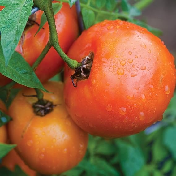 Orange Tomato Vegetable Seeds for Planting – Heirloom Non-GMO Garden Seeds