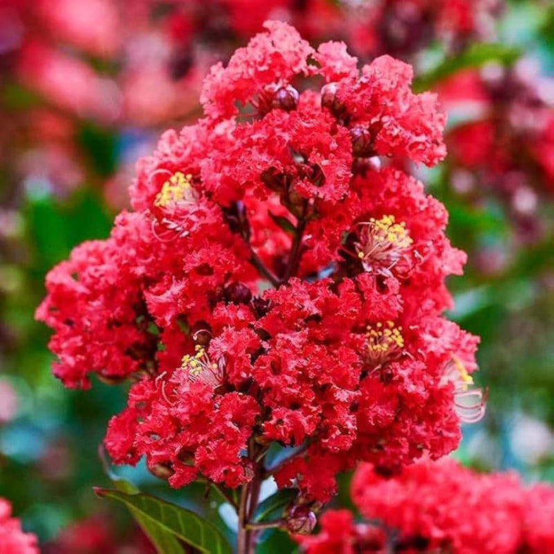 Red Futaba Crape Flower Seeds for Planting – Heirloom Non-GMO Garden Seeds