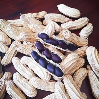 Blue Peanut plant