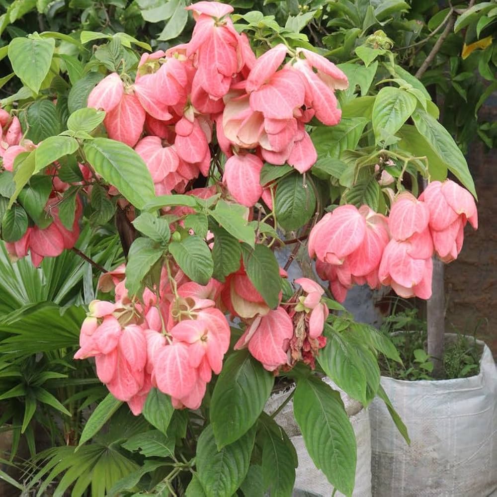 Philippica flower seeds
