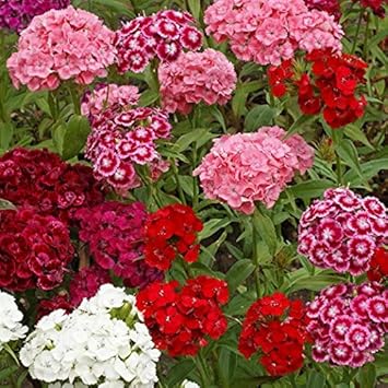 William flower seeds