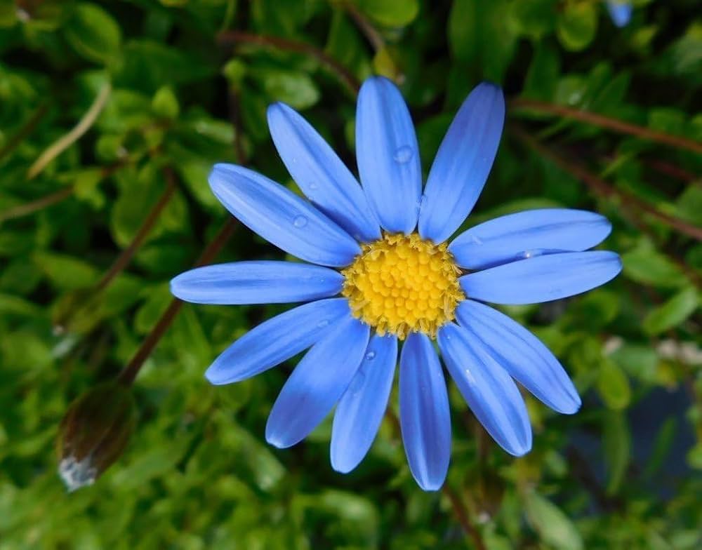 Daisy flower seeds