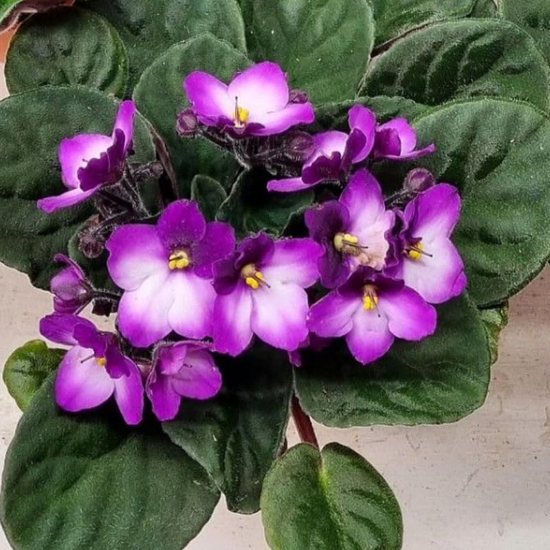 Purple White flower seeds