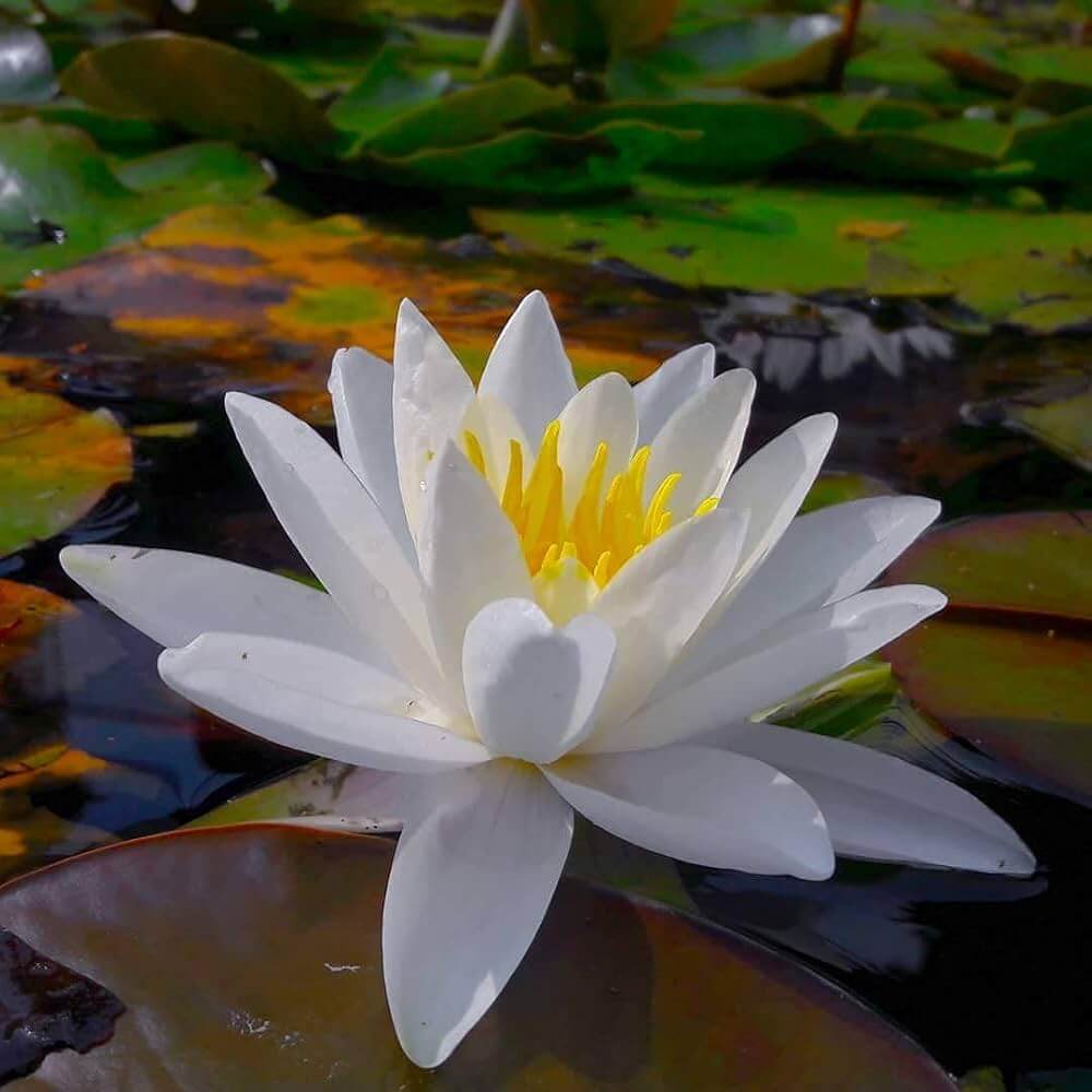Asiatic White Lotus plant