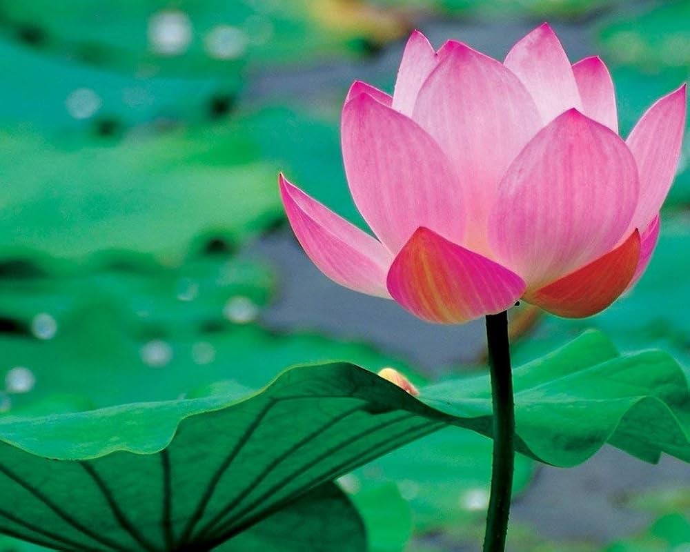 Imperial Blend flower seeds