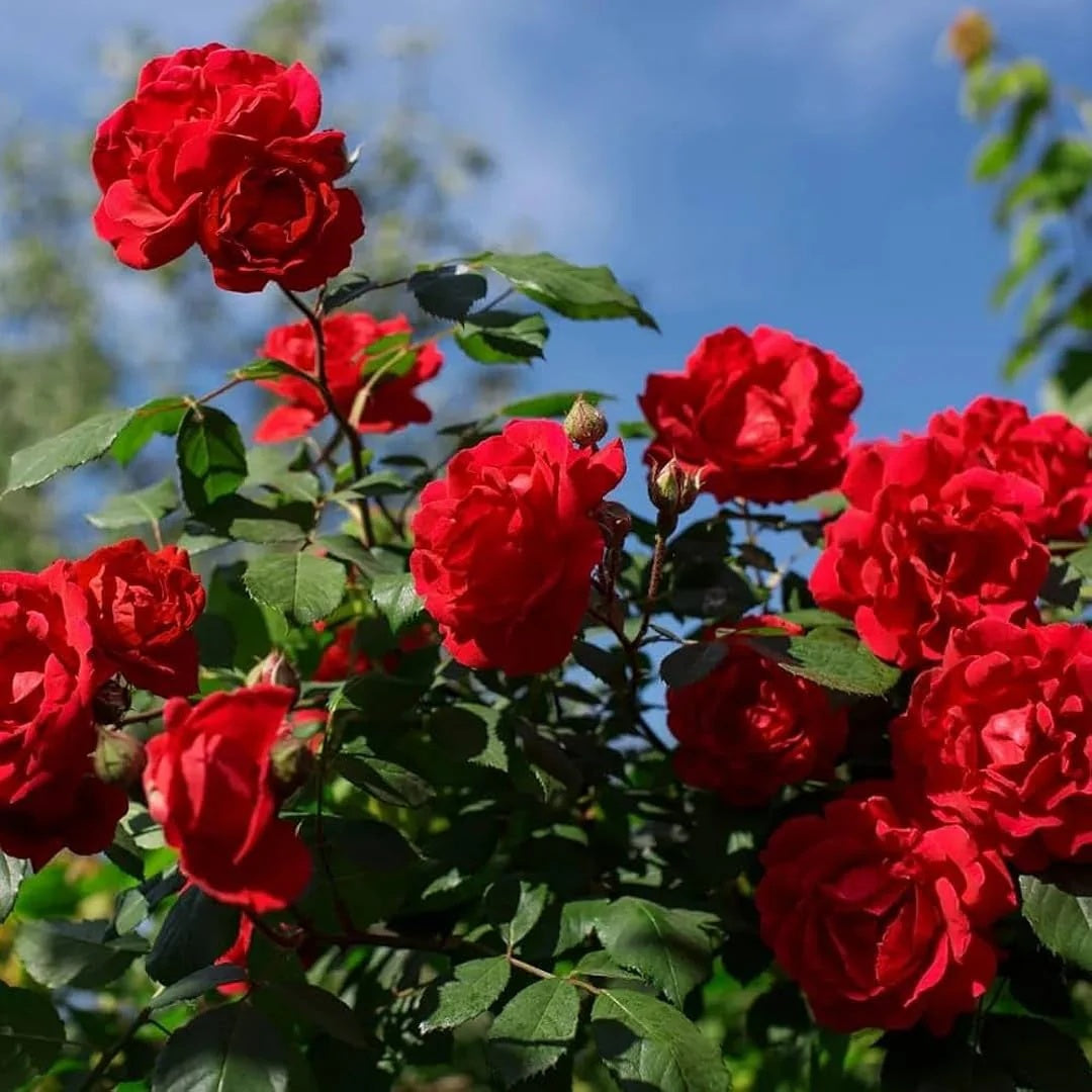 Red Rose plant