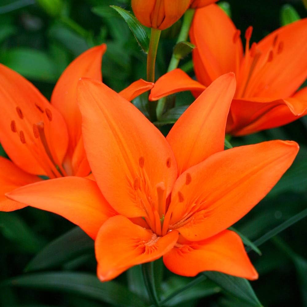 Lily Lilium flower seeds