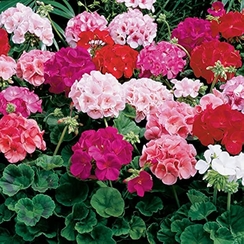 Multicolor Geranium flower seeds
