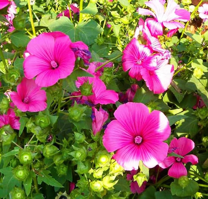 Pink Trimestris Flower Seeds for Planting – Heirloom Non-GMO Garden Seeds