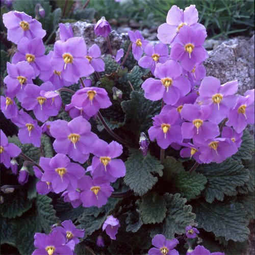 Ramonda Myconi flower seeds