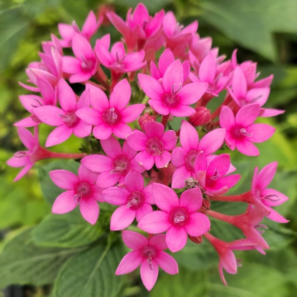 Star Pentas flower seeds