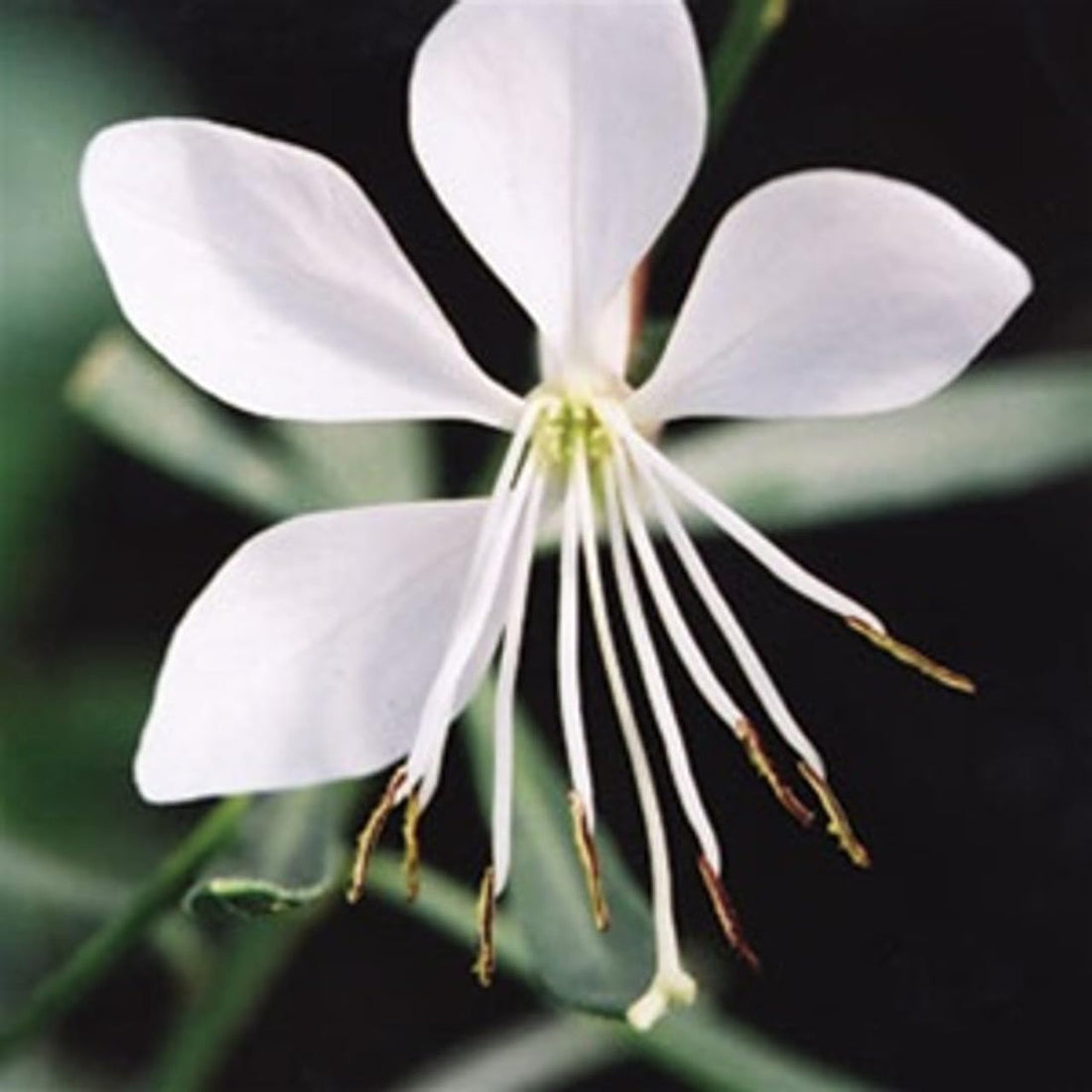 Gaura Whirling flower seeds