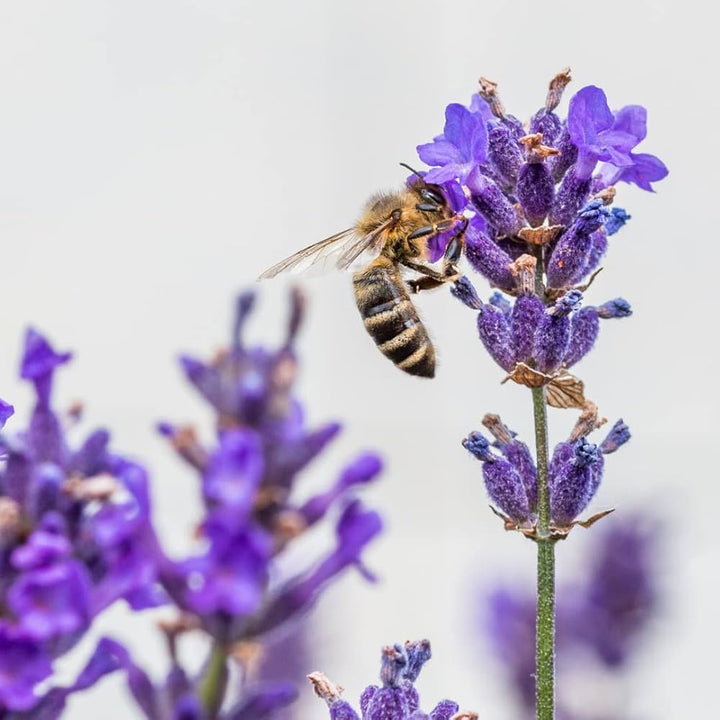 Lavender Lavandula flower seeds