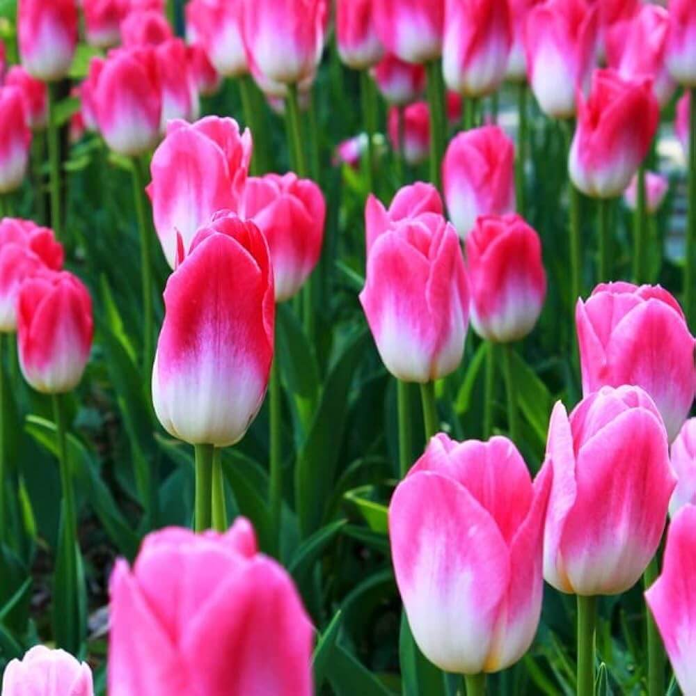 and White Tulip plant
