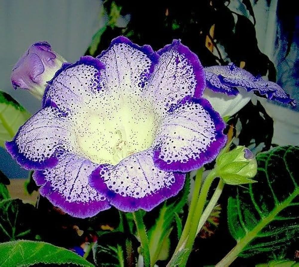 Graines de gloxinia bleu et blanc à planter – Fleurs colorées pour jardin d'intérieur