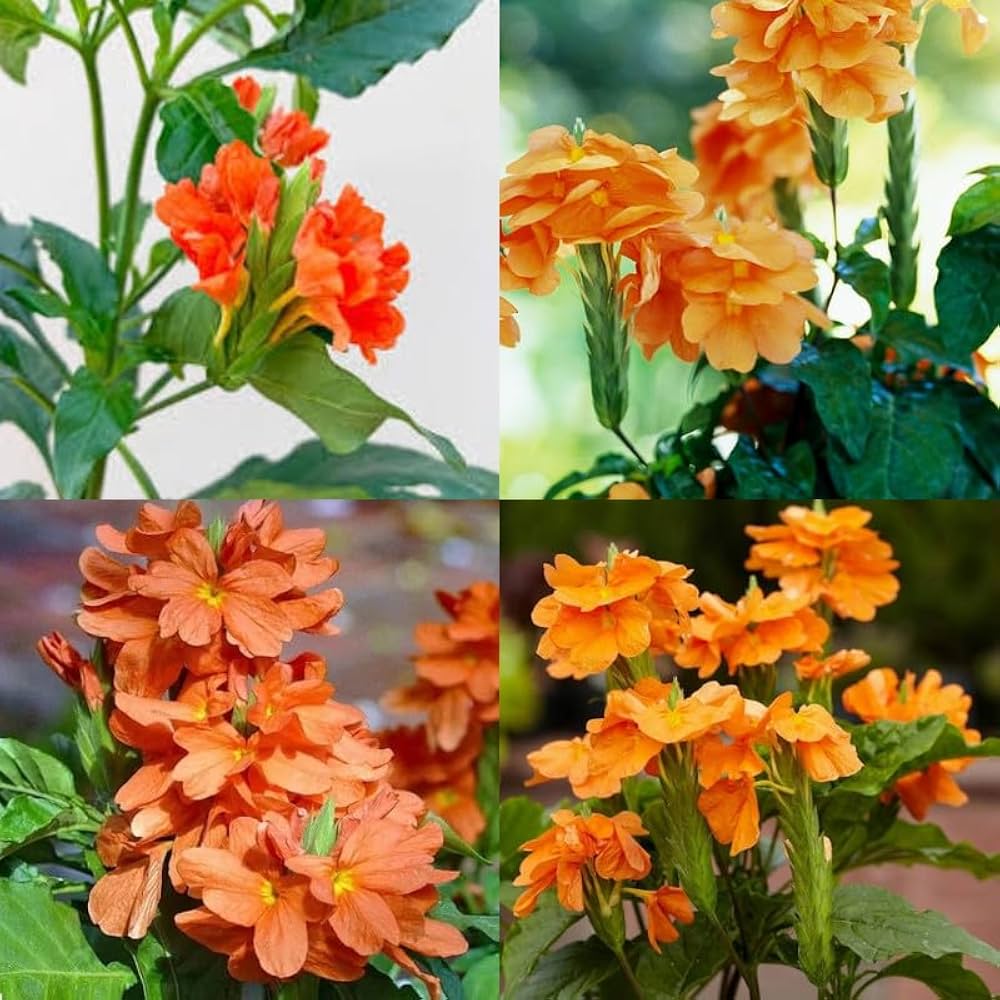 Crossandra Semi flower seeds