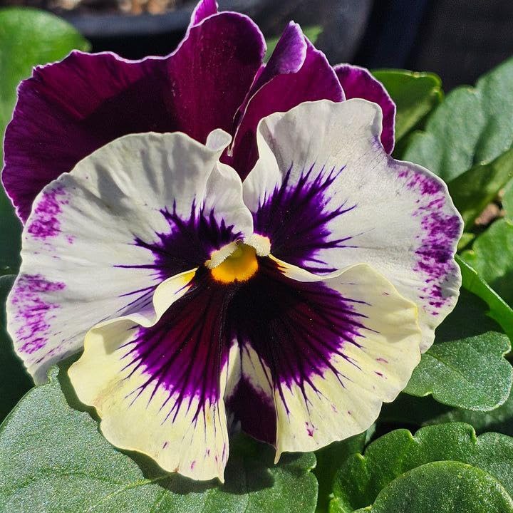 Pansy Giant flower seeds