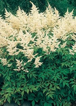 Cream Astilbe flower seeds