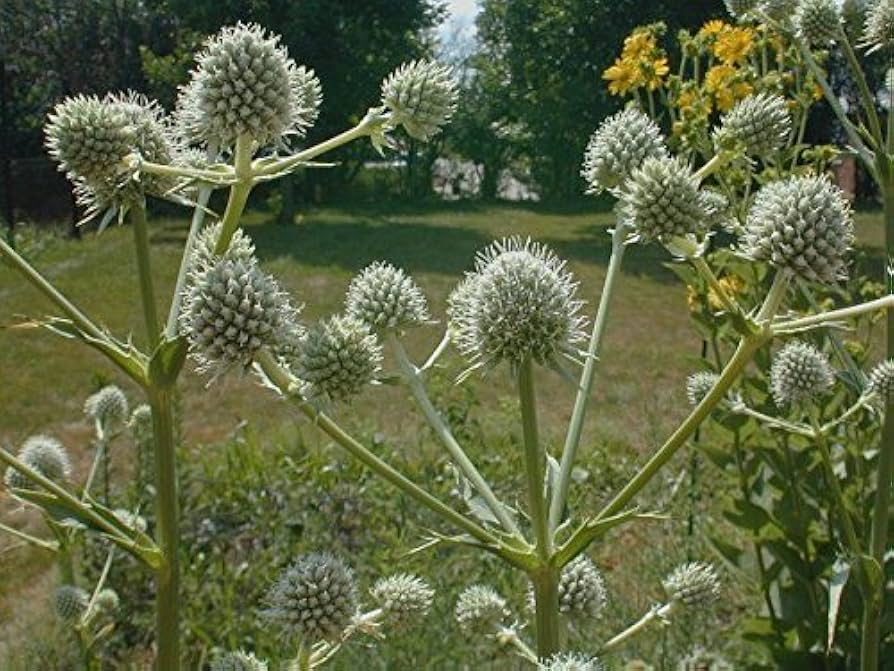 Rattlesnake Master flower seeds