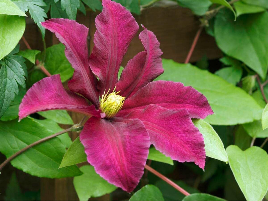 Pink Yellow flower seeds