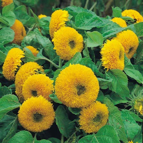 Teddy Sunflower flower seeds
