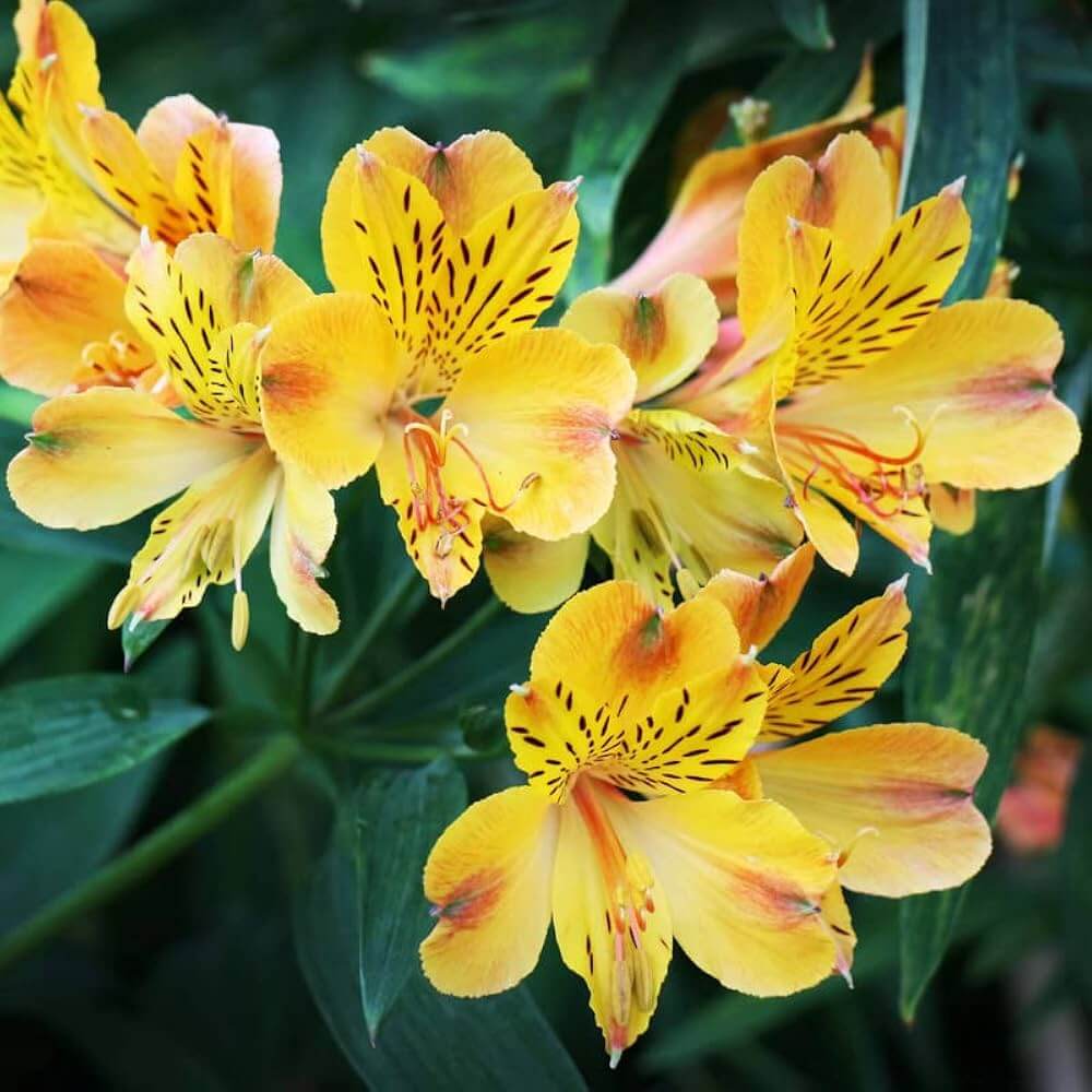 Peruvian Lily Alstroemeria plant