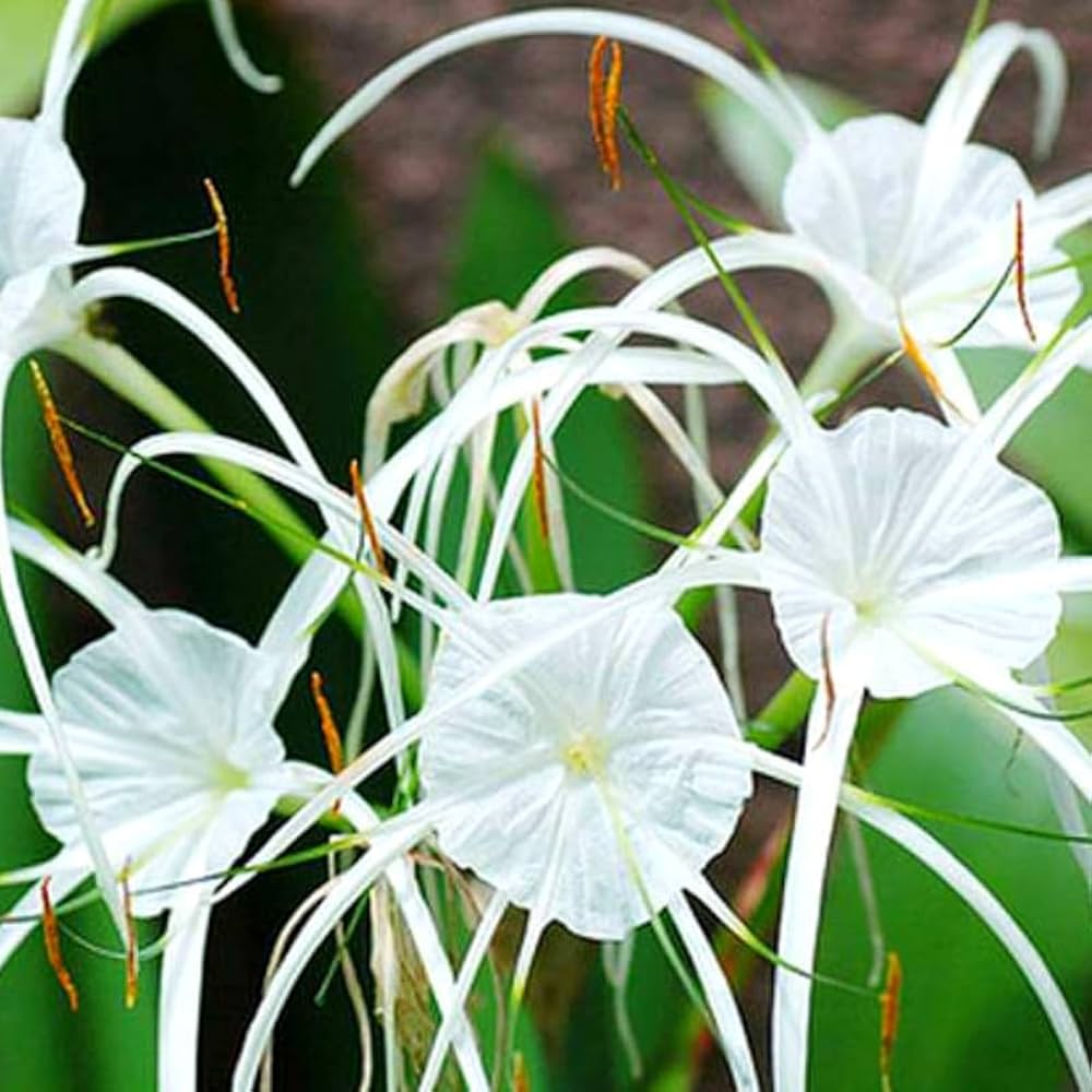 White Lycoris flower seeds