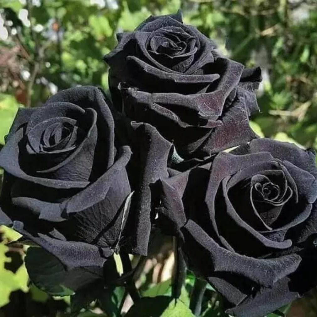 Black Rose plant
