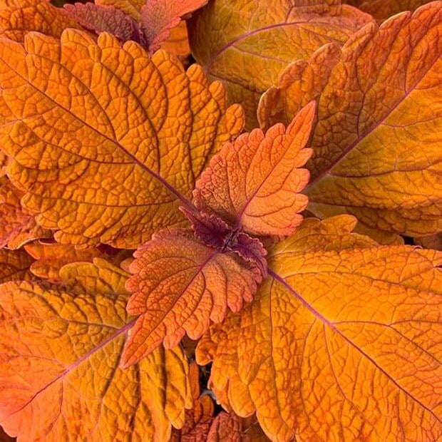 Deep Orange Coleus plant