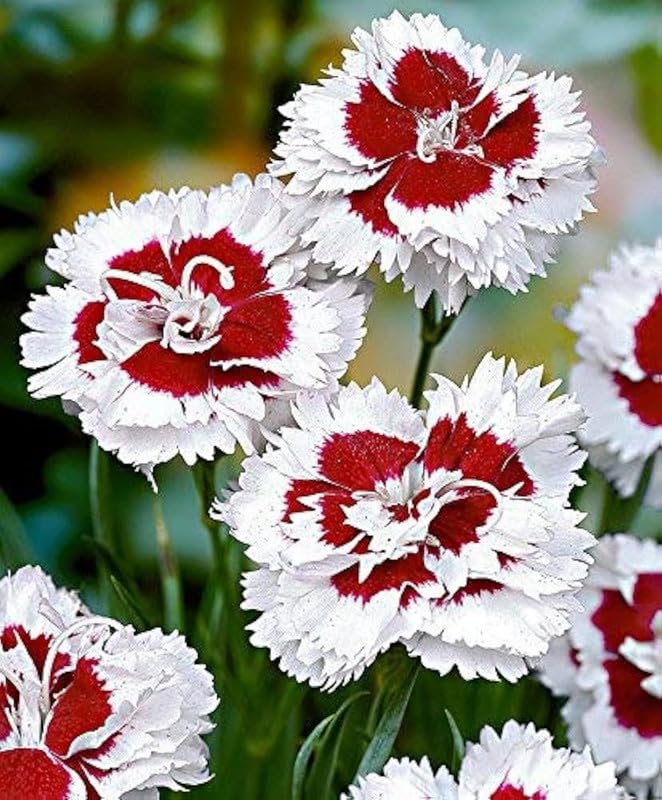 Dianthus Red flower seeds
