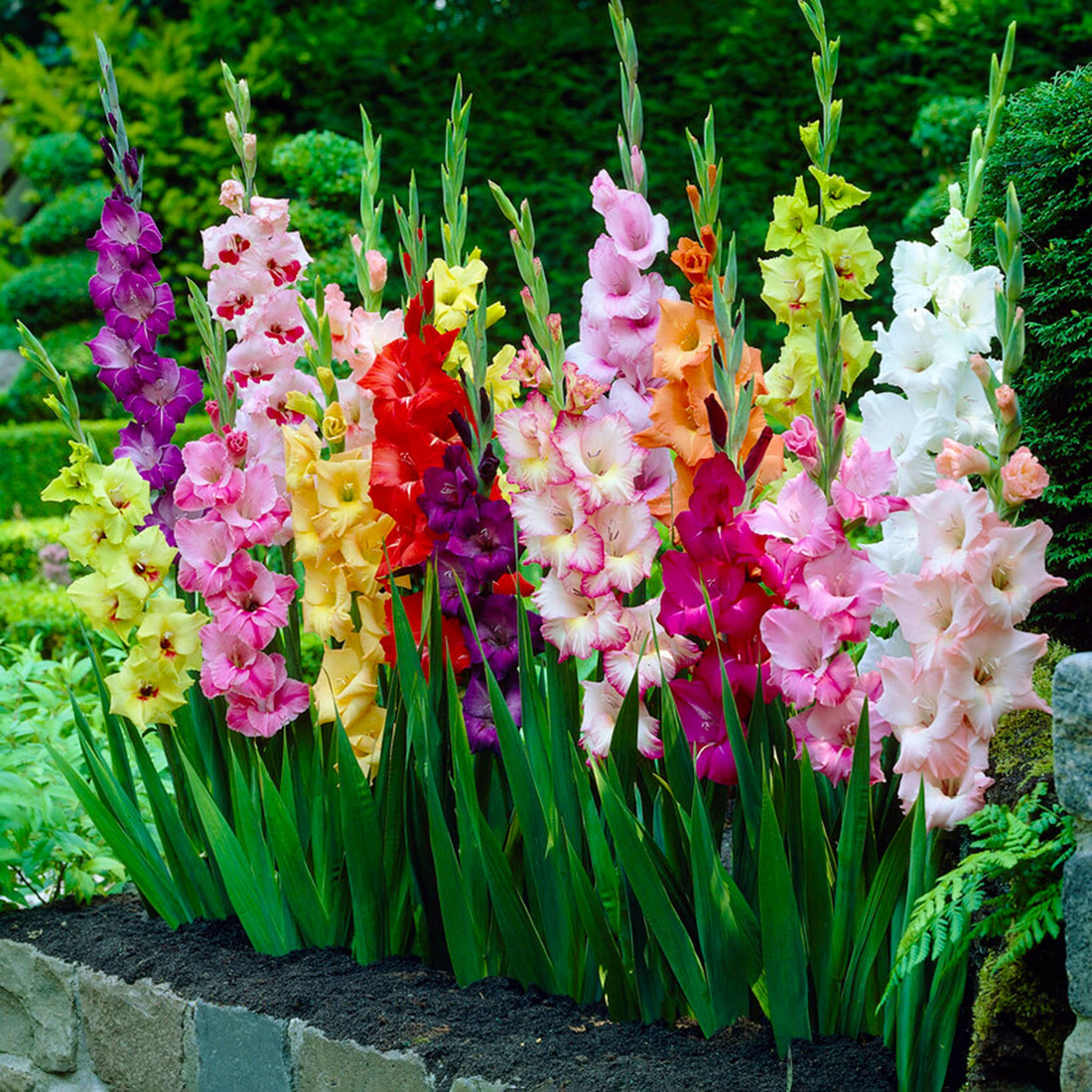 Gladiolus flower seeds