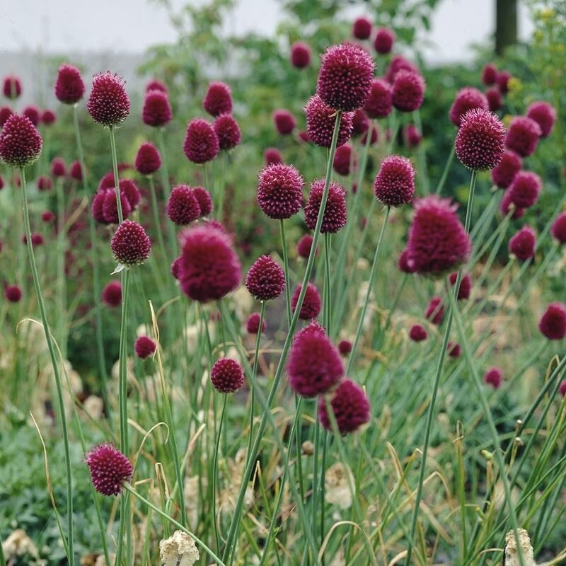 Sphaerocephalon flower seeds