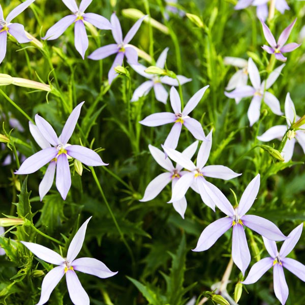 Laurentia flower seeds