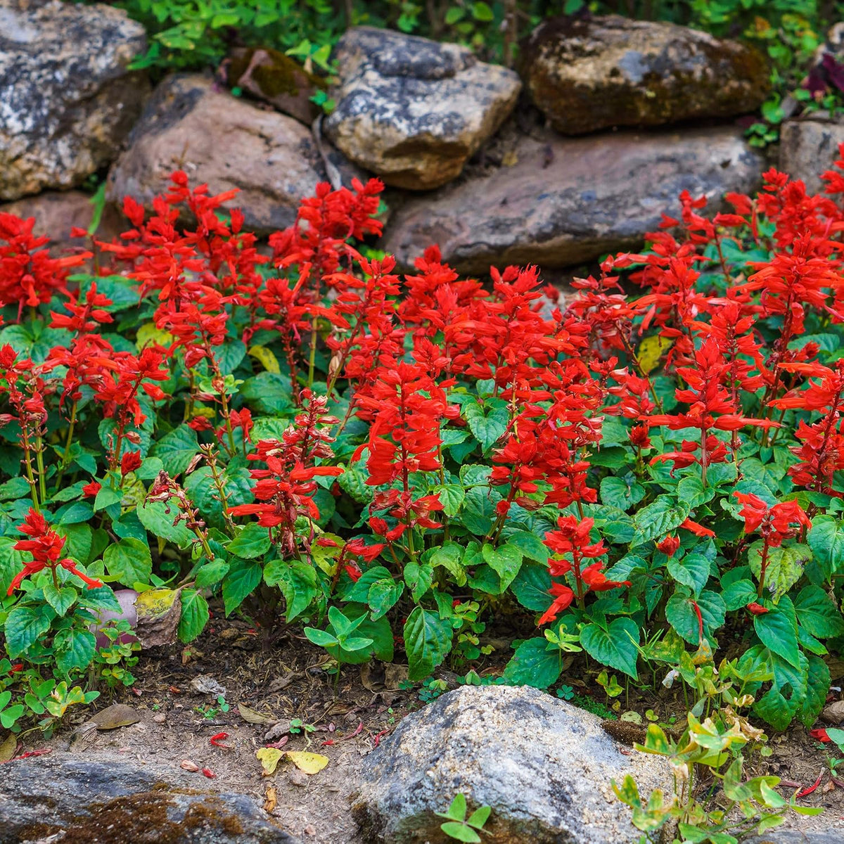 Coccinea Salvia plant