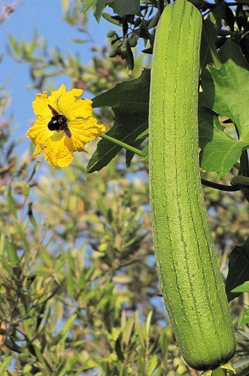 Yellow Luffa Vegetable Seeds for Planting – Heirloom Non-GMO Garden Seeds