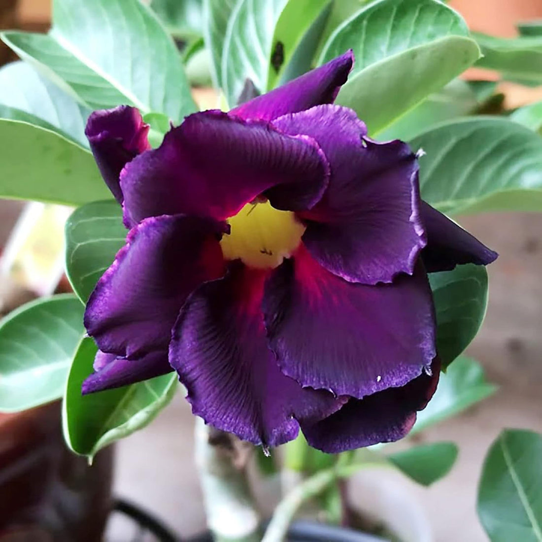 Purple Adenium flower seeds