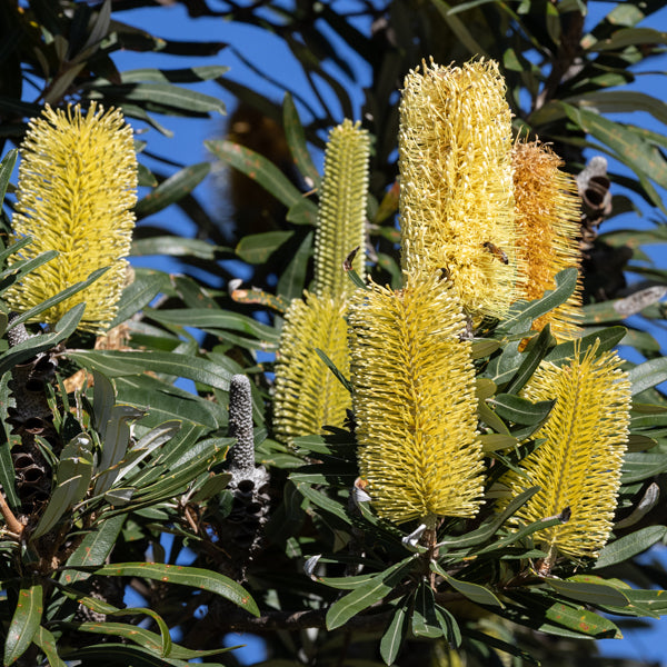 Yellow Banksia flower seeds