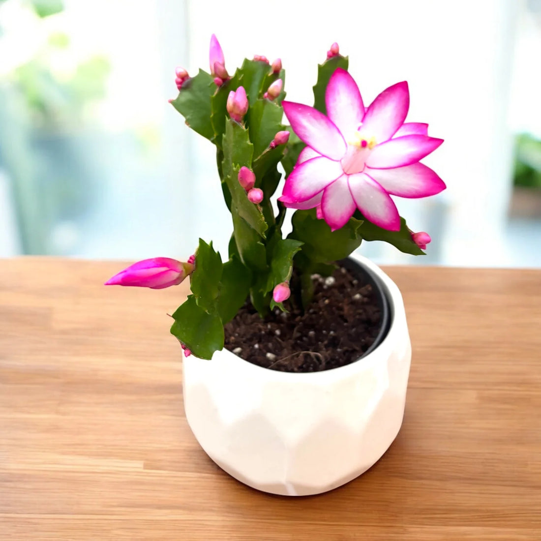 Purple Schlumbergera flower seeds