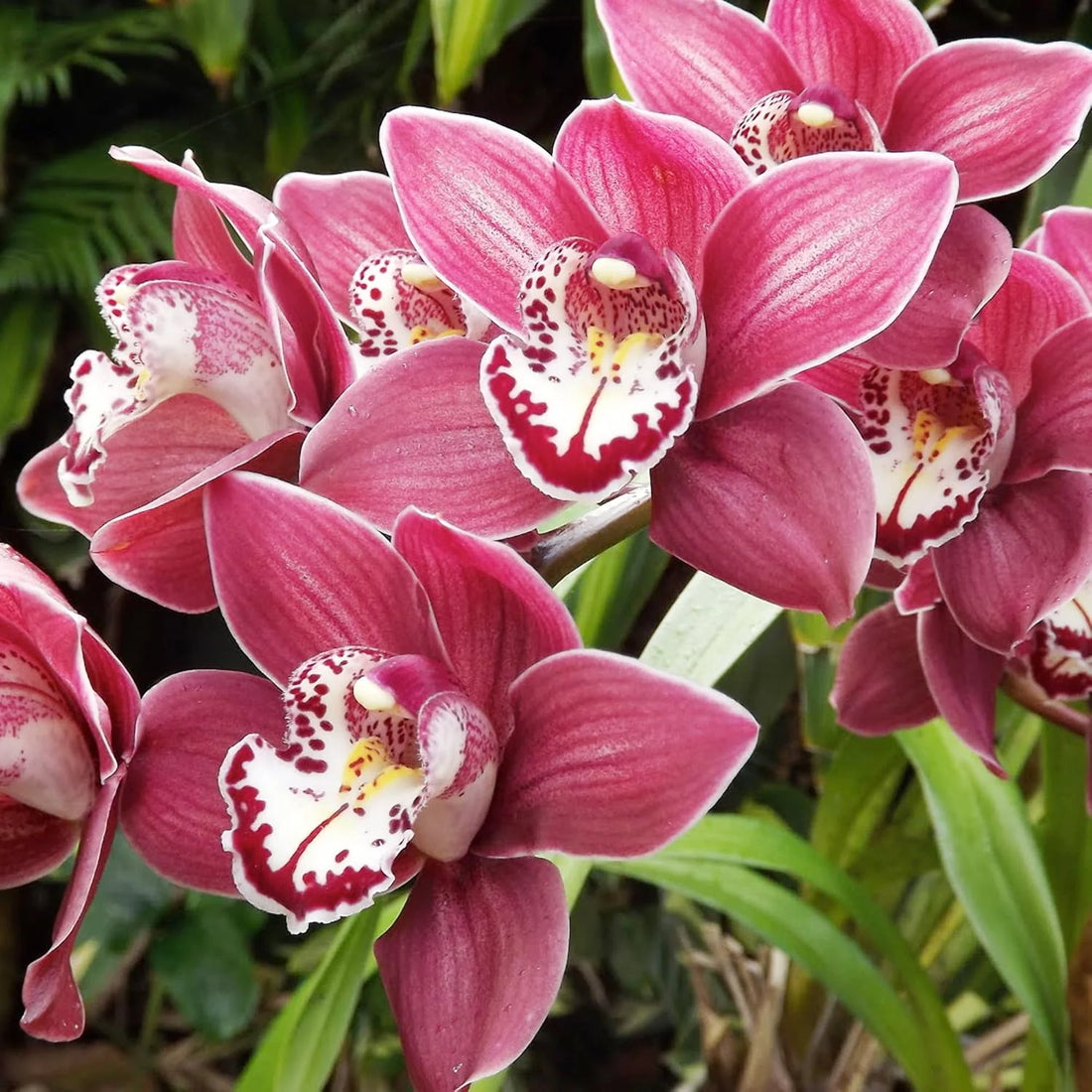 Cymbidium Orchid flower seeds