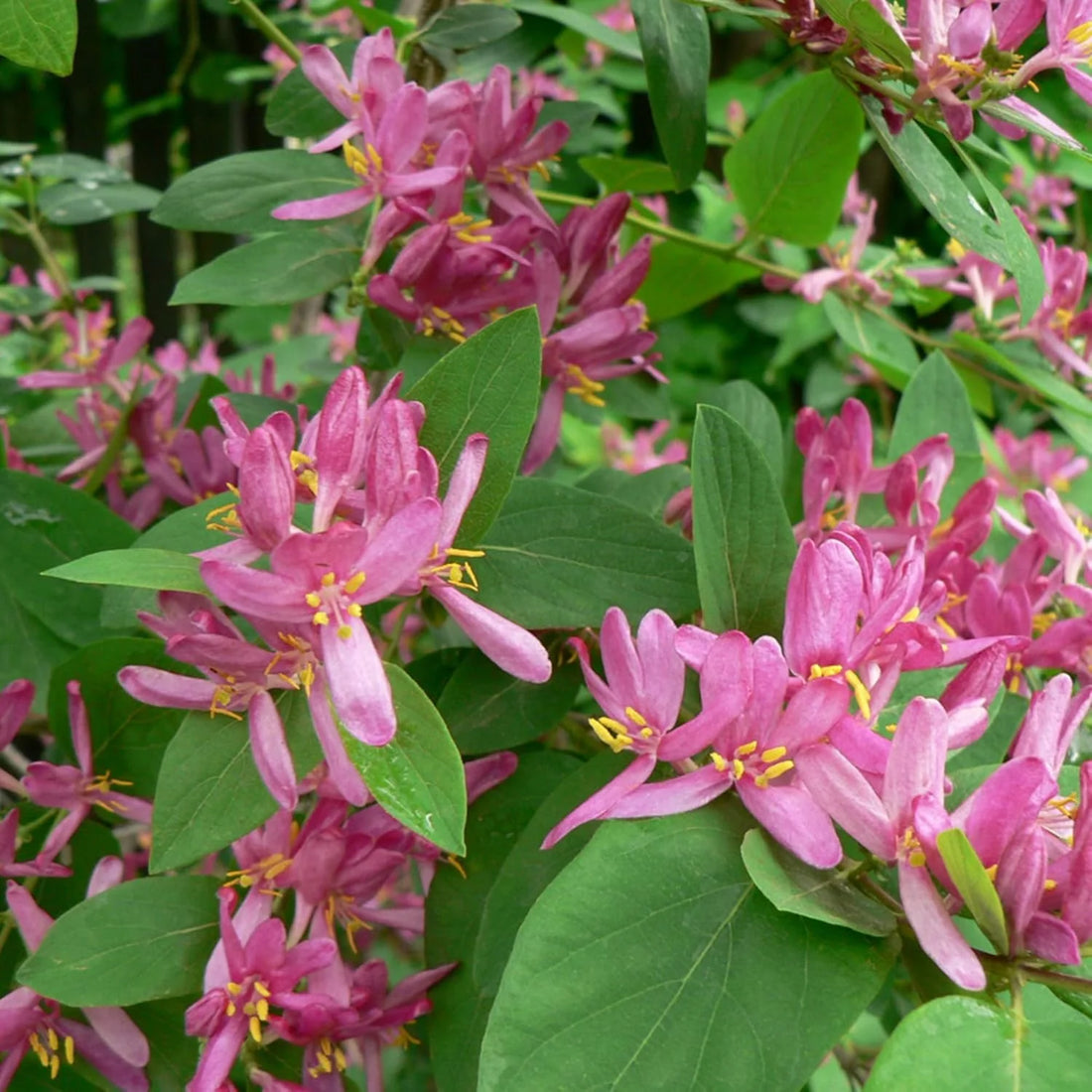 Lonicera Tatarica flower seeds