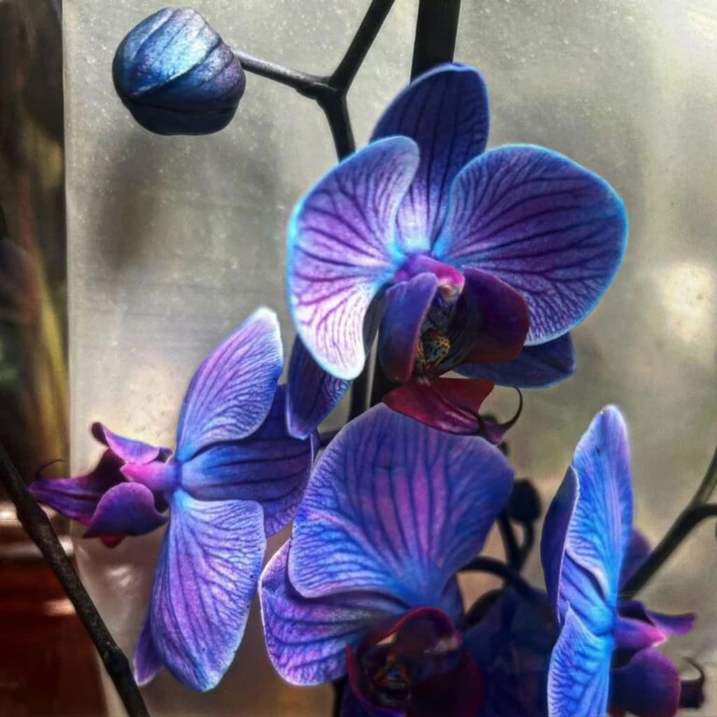 Blue Purple flower seeds