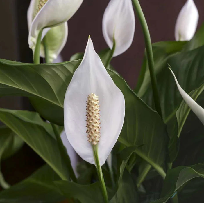 Spathiphyllum flower seeds