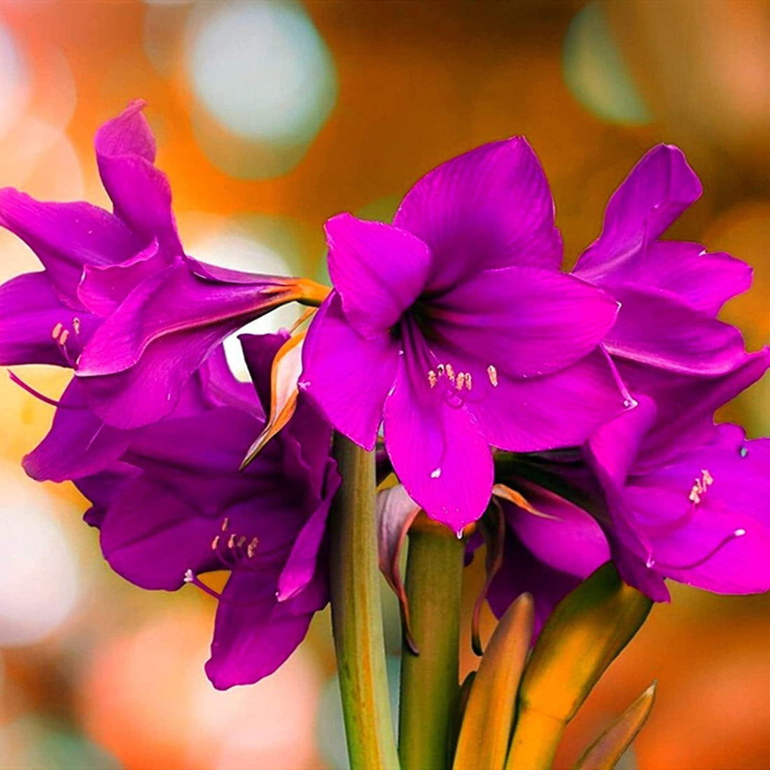 Purple Echte flower seeds