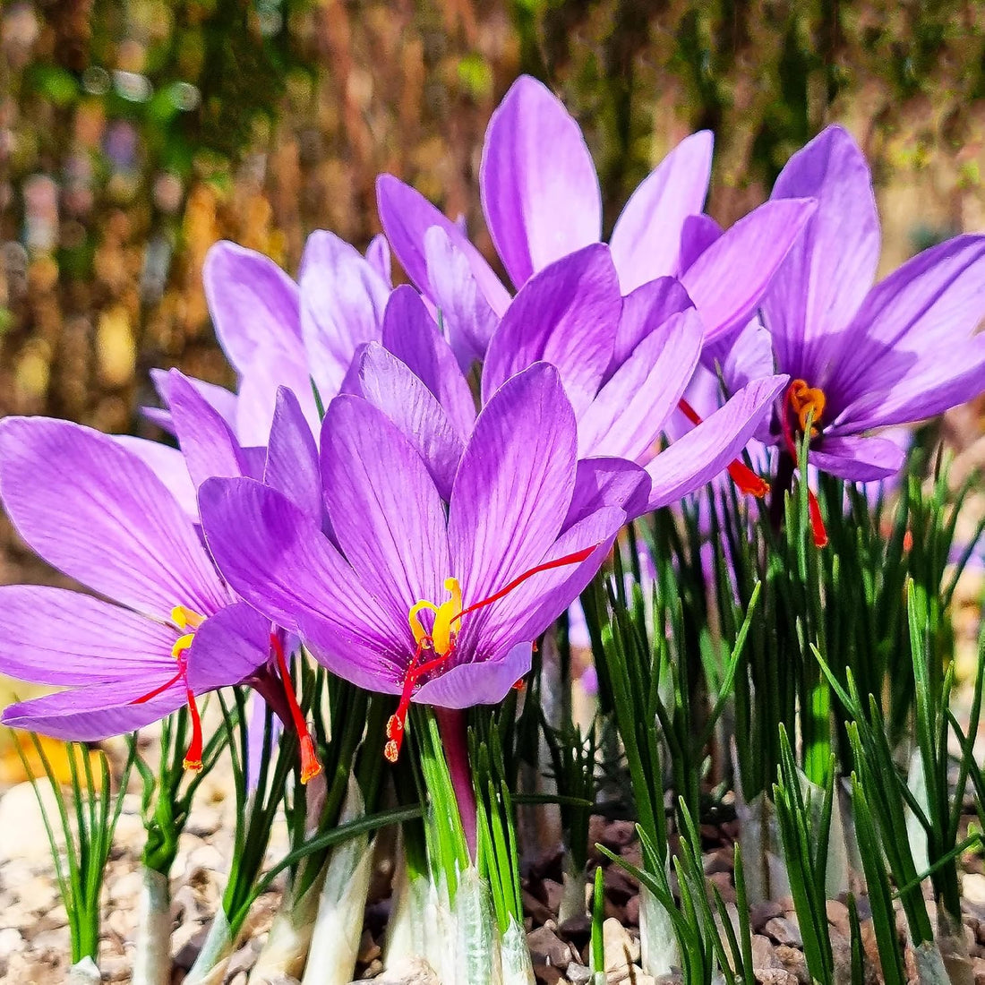 Enzian Gemischt flower seeds