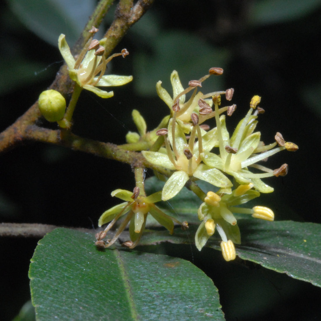 Green Toddalia flower seeds