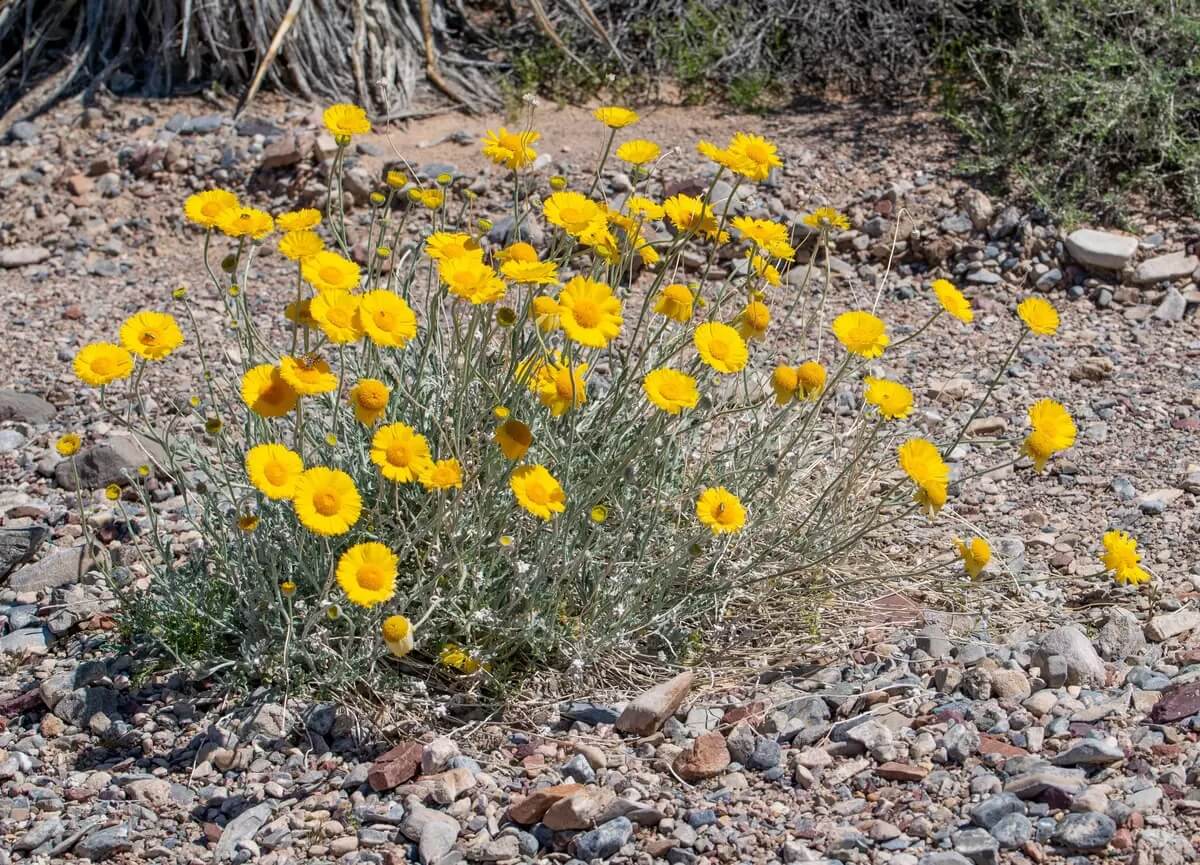 Multiradiata Desert Marigold plant