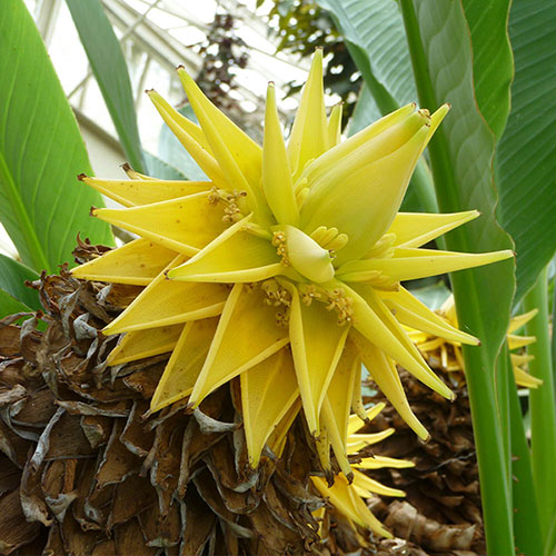 Yellow Lasiocarpa flower seeds