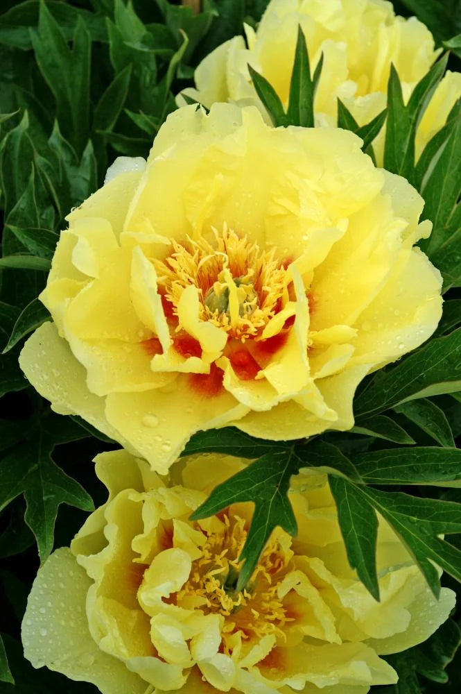 Bartzella flower seeds