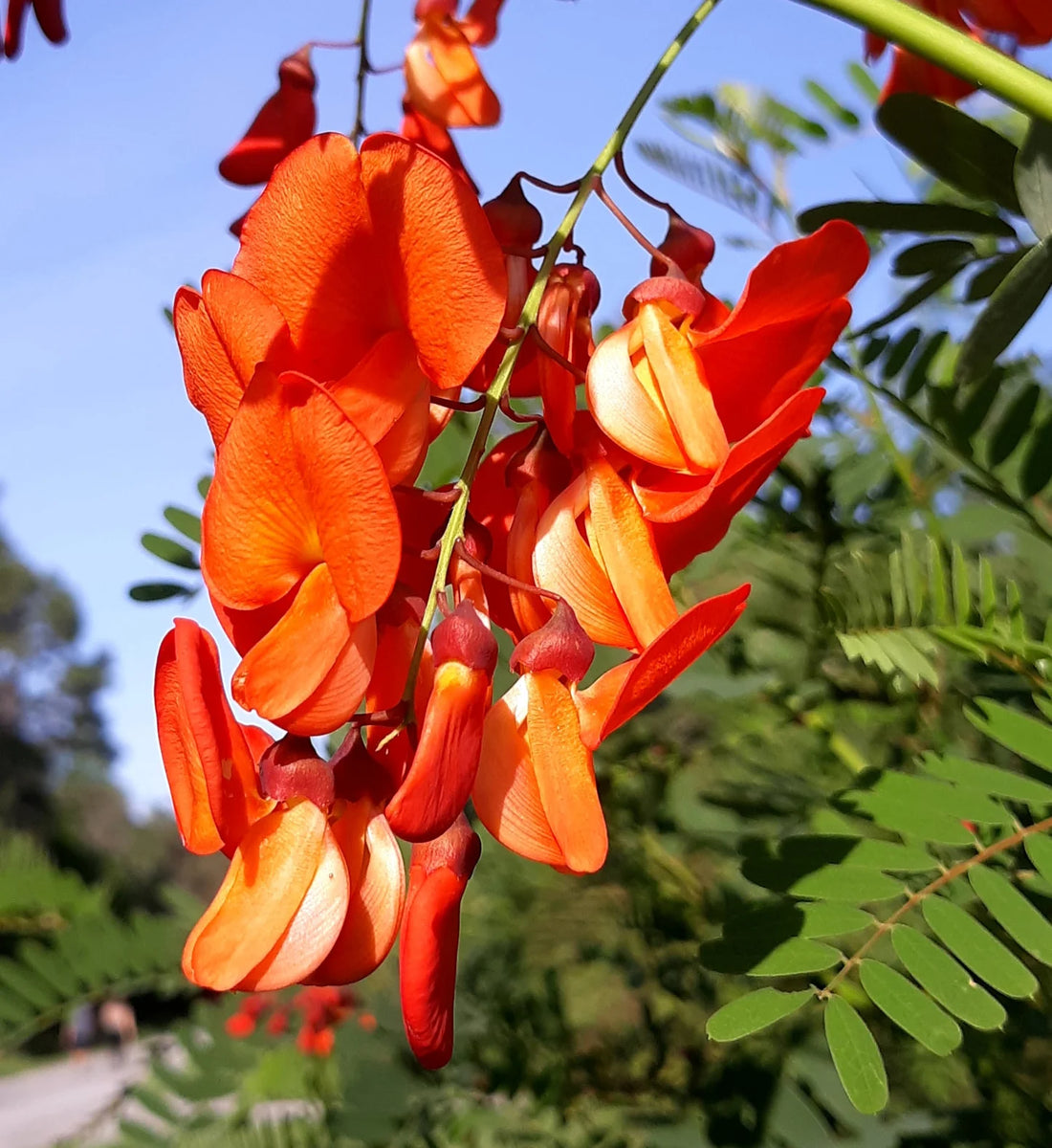 Sesbania Punicea flower seeds